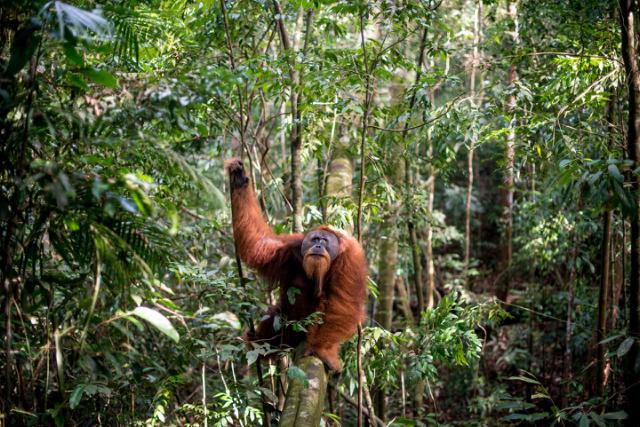 orangutang der klatre i træerne i junglen 