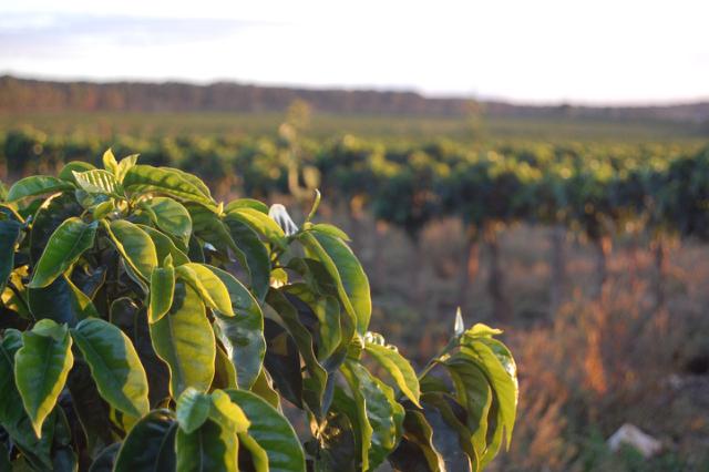 kaffeplanter paa kaffefarm i brasilien