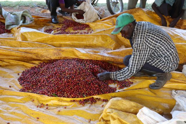 kaffefarmer med groen kasket sorterer roede kaffebaer saa kun de modne kommer med 