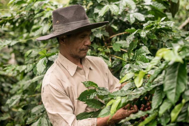 kaffeplukker staar blandt kaffebuske og plukker kaffebaer