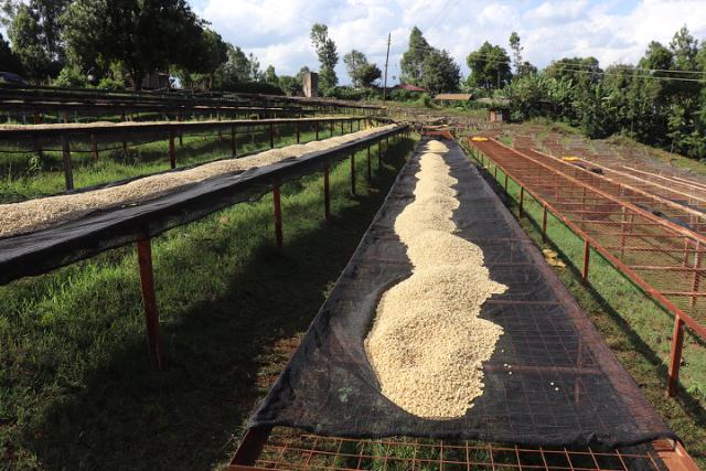 groenkaffe toerrer paa raised beds