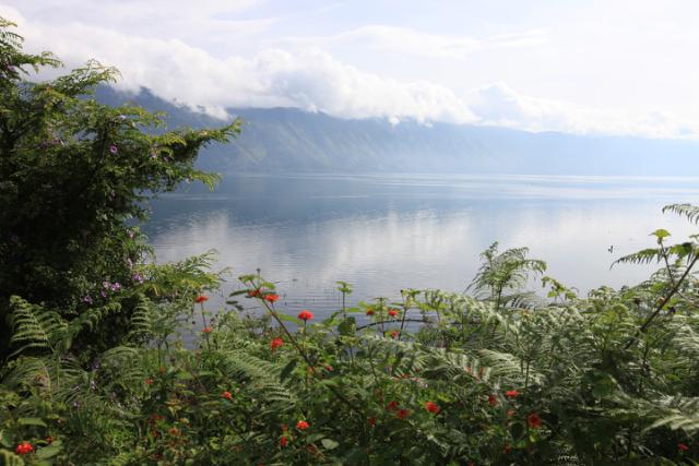 naturbillede fra skovkaffedyrkning paa sumatra