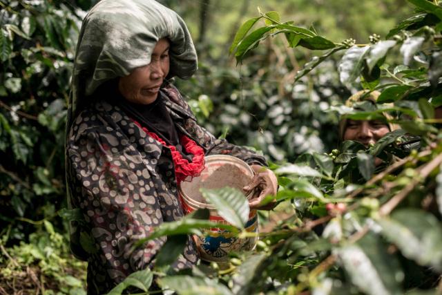 kvinde staar blandt kaffebuske og plukker kaffebaer