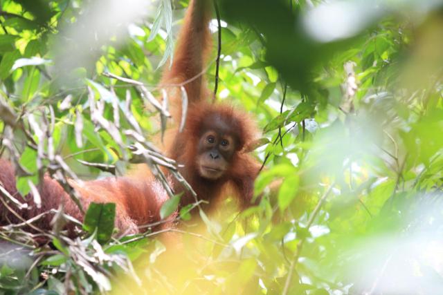 orangutan unge i regnskov