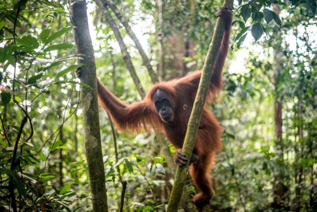 orangutang i regnskov