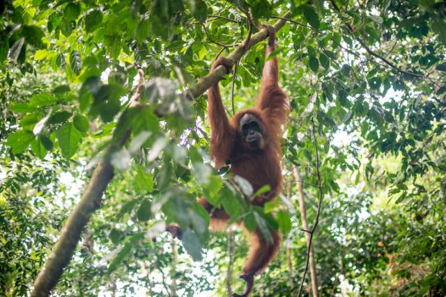 orangutan haenger paa gren i regnskoven