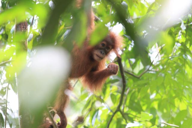 orangutang unge i jungle