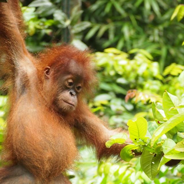 orangutang unge kigger paa blade