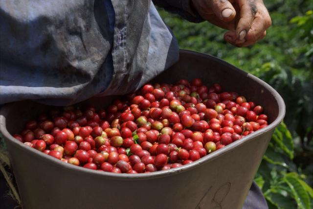 roede kaffebaer i beholder spaendt om livet paa kaffeplukker