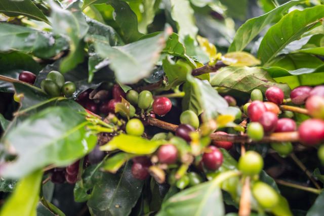 roede og groenne kaffebaer paa kaffegren