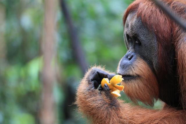 Orangutan spiser frugt i skoven