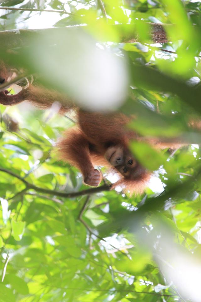 orangutang unge haenger med hovedet ned af i et trae